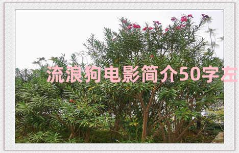 流浪狗电影简介50字左右